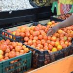 Conseil en vente de  produits de ferme ou de plantation