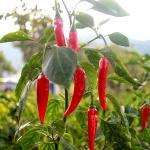 Jardin Utile