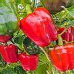 Jardin Utile
