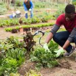 Jardin Utile